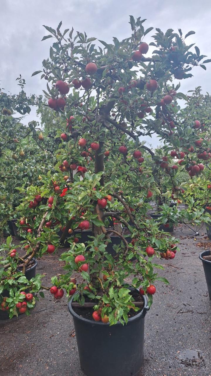 Elstar Appelbomen
