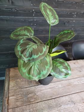 Kunst plant