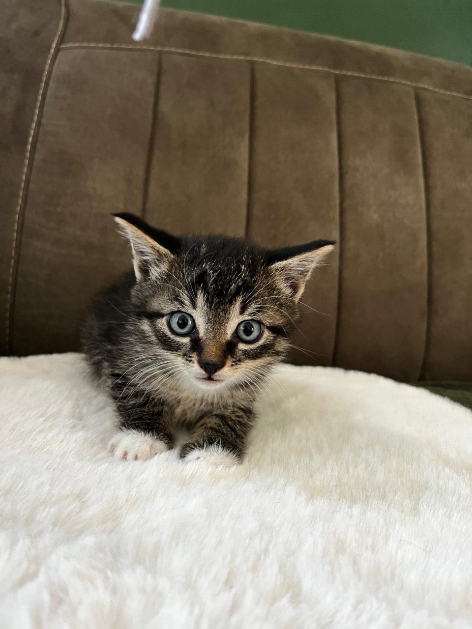Leuke kittens
