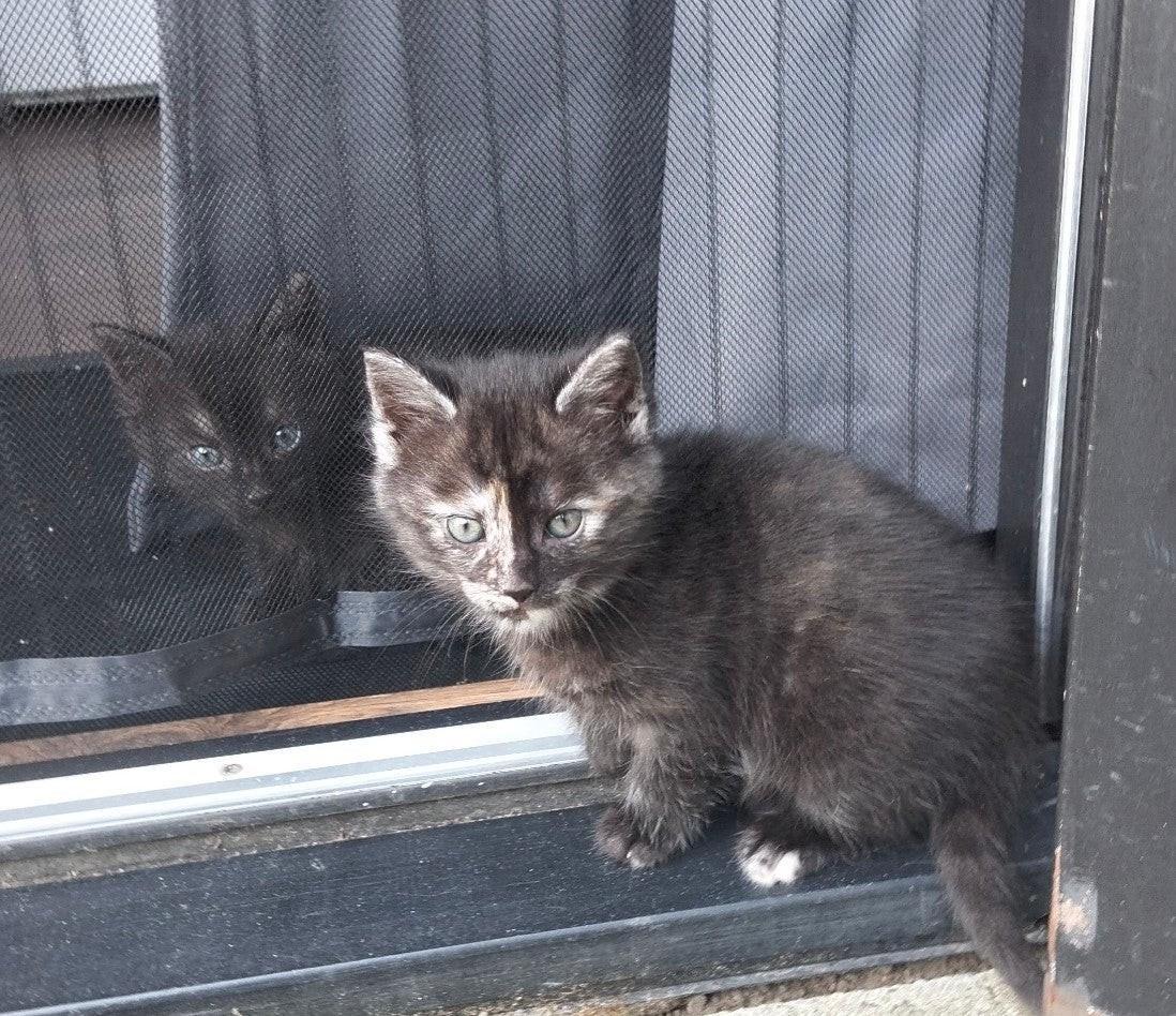 Kittens