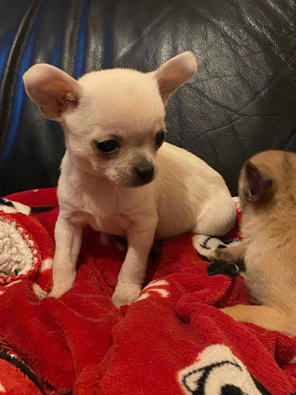 Chihuahua reutje 8 weken