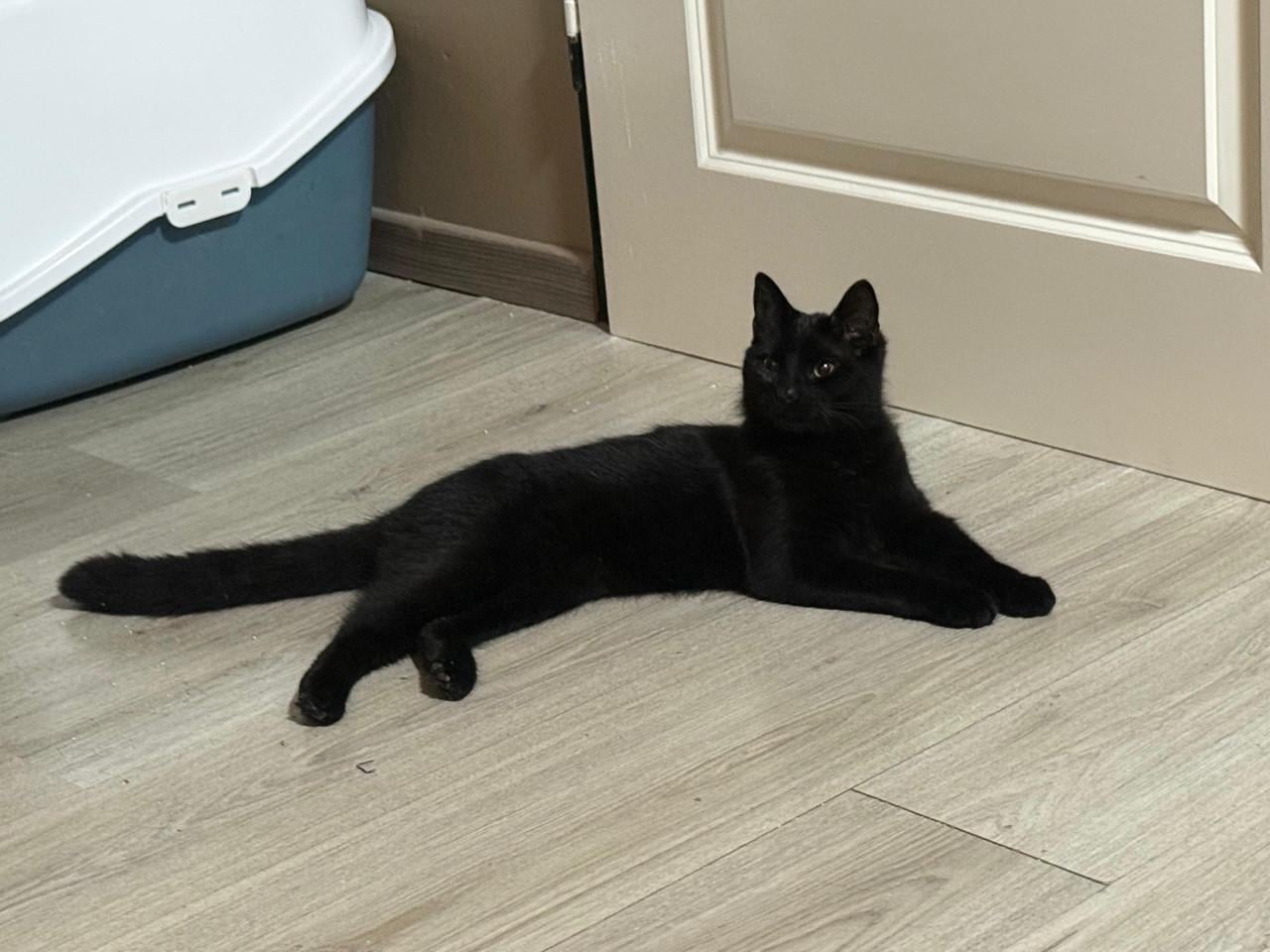 Binx 8 maanden zoekt gouden mand