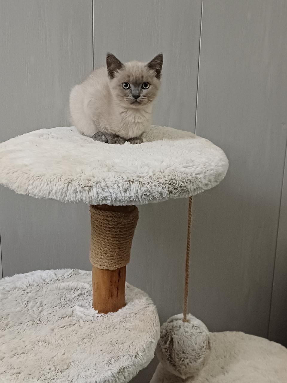 Mooie Brits Korthaar x Ragdoll kittens mogen verhuizen