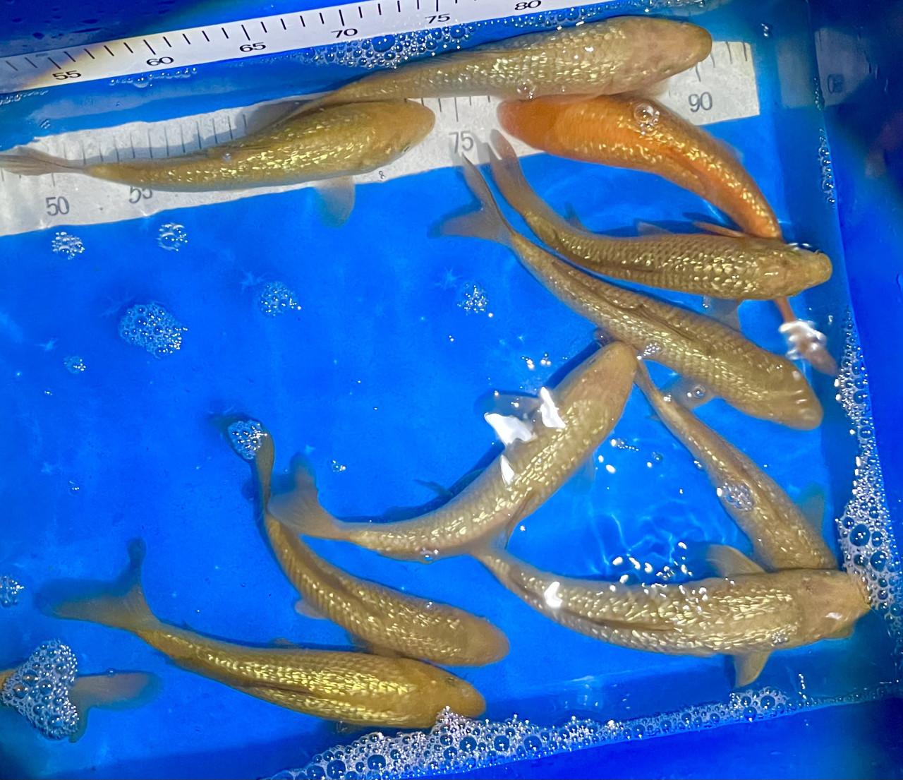 HQ Japanse Tosai 16-20cm en meer diverse koi!