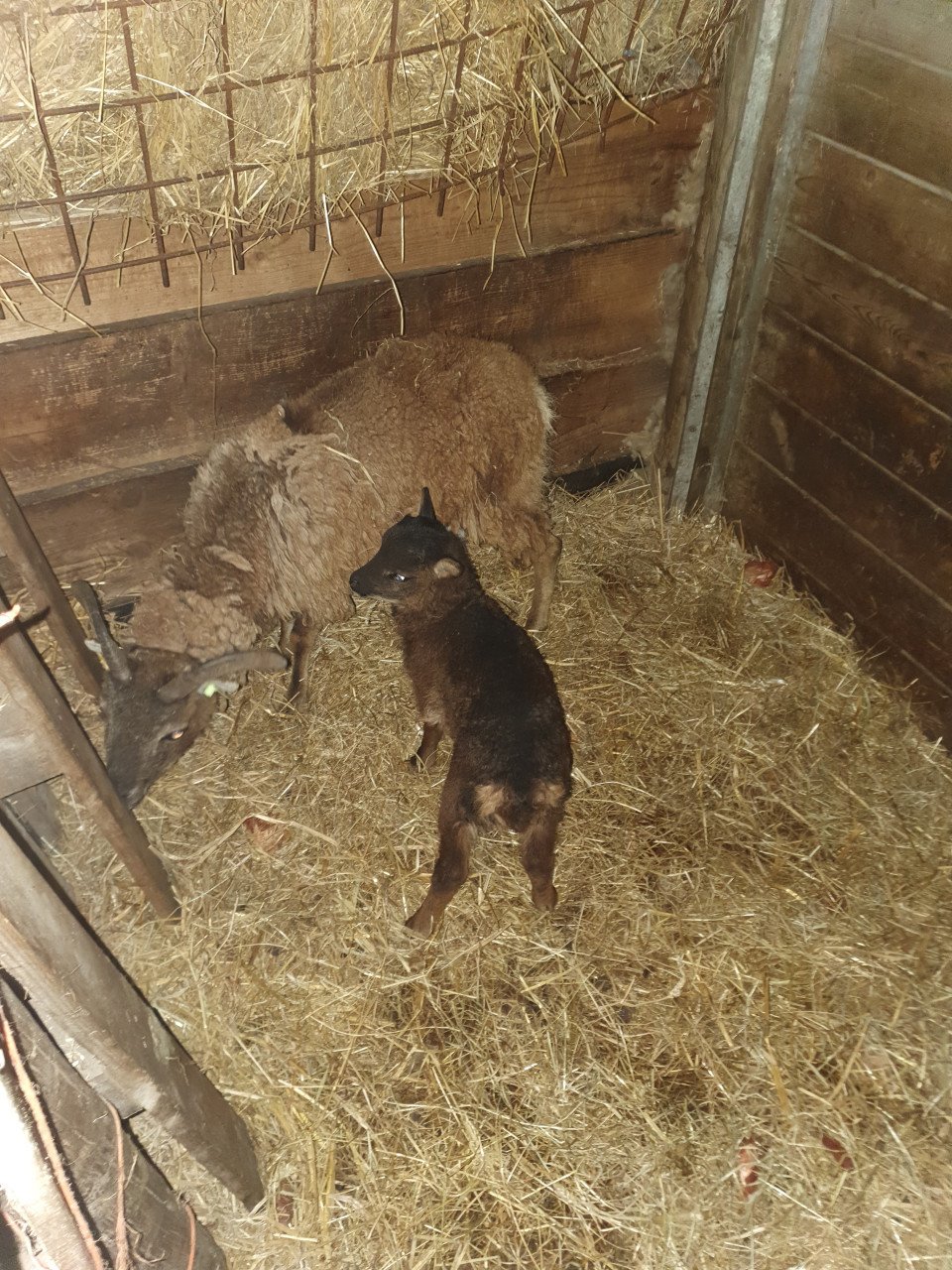 Soay schapen rui klein blijvend