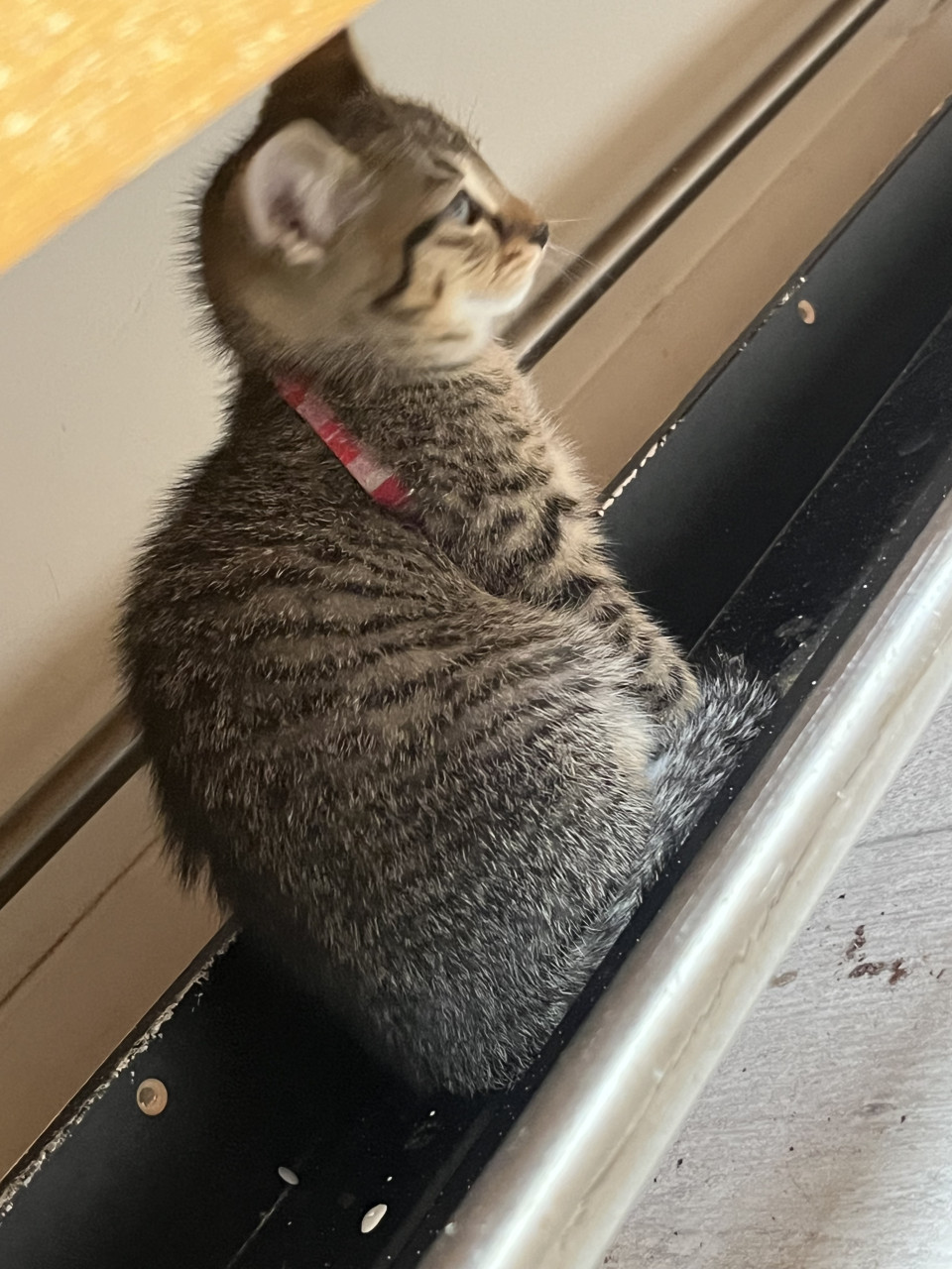 Kittens
