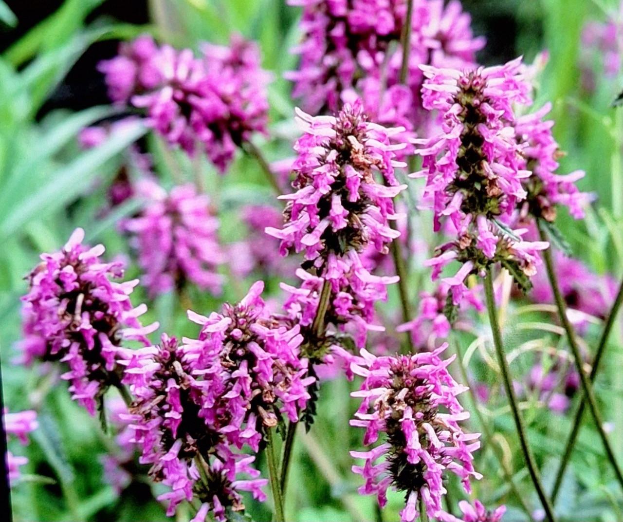 Stachys roze