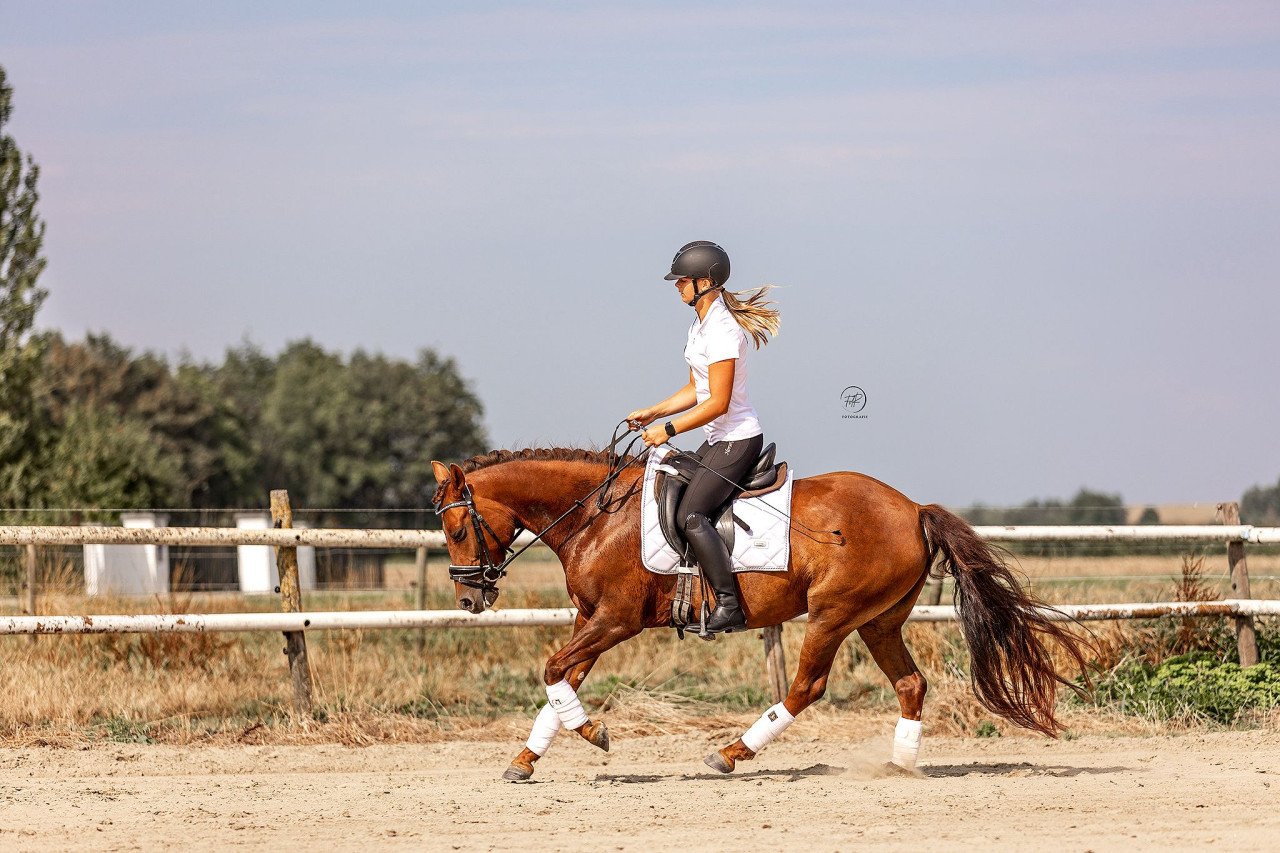 Knappe d pony