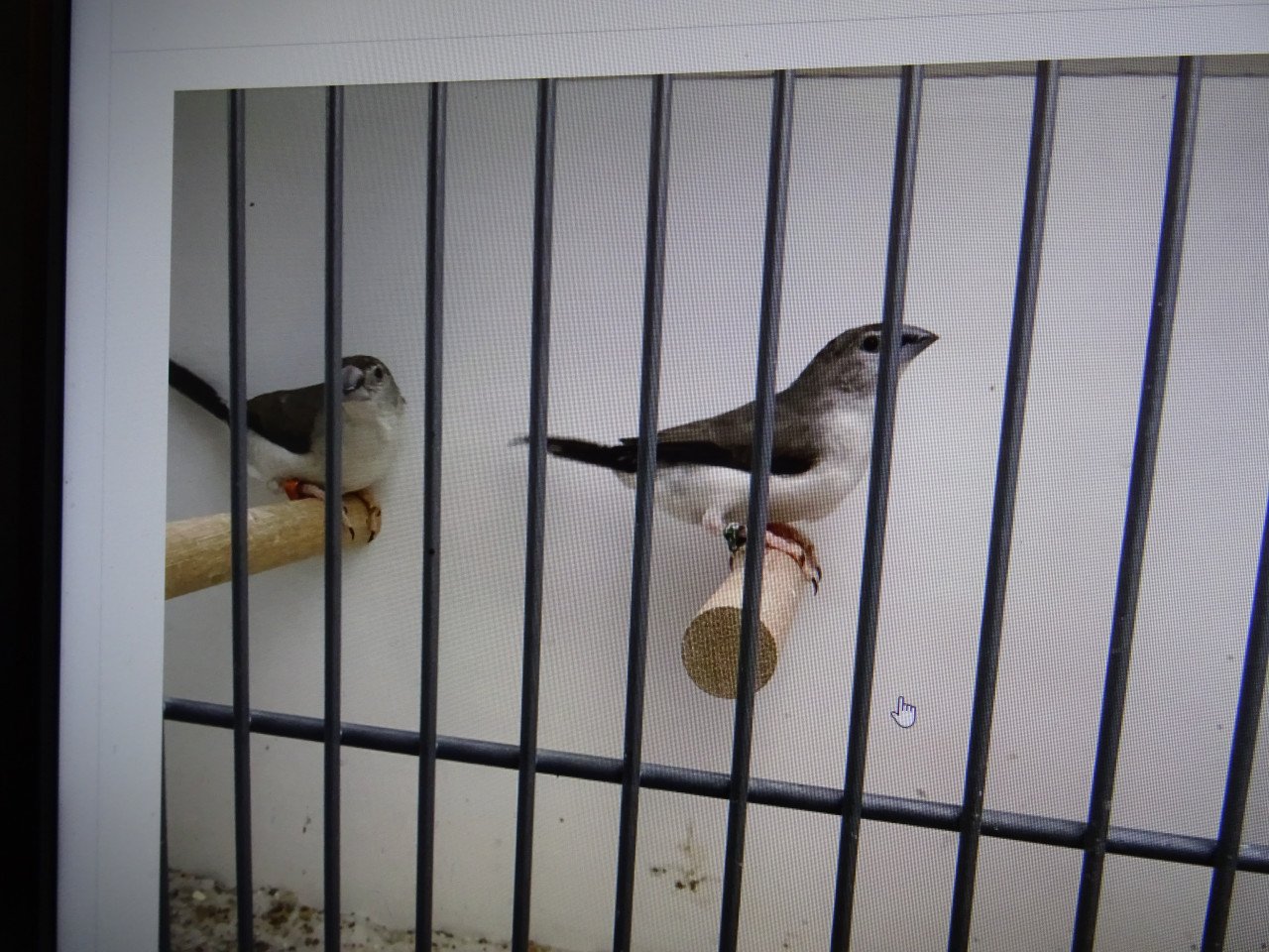 Te koop loodbekjes van dit jaar mooie levende vogeltjes p/st€6.00