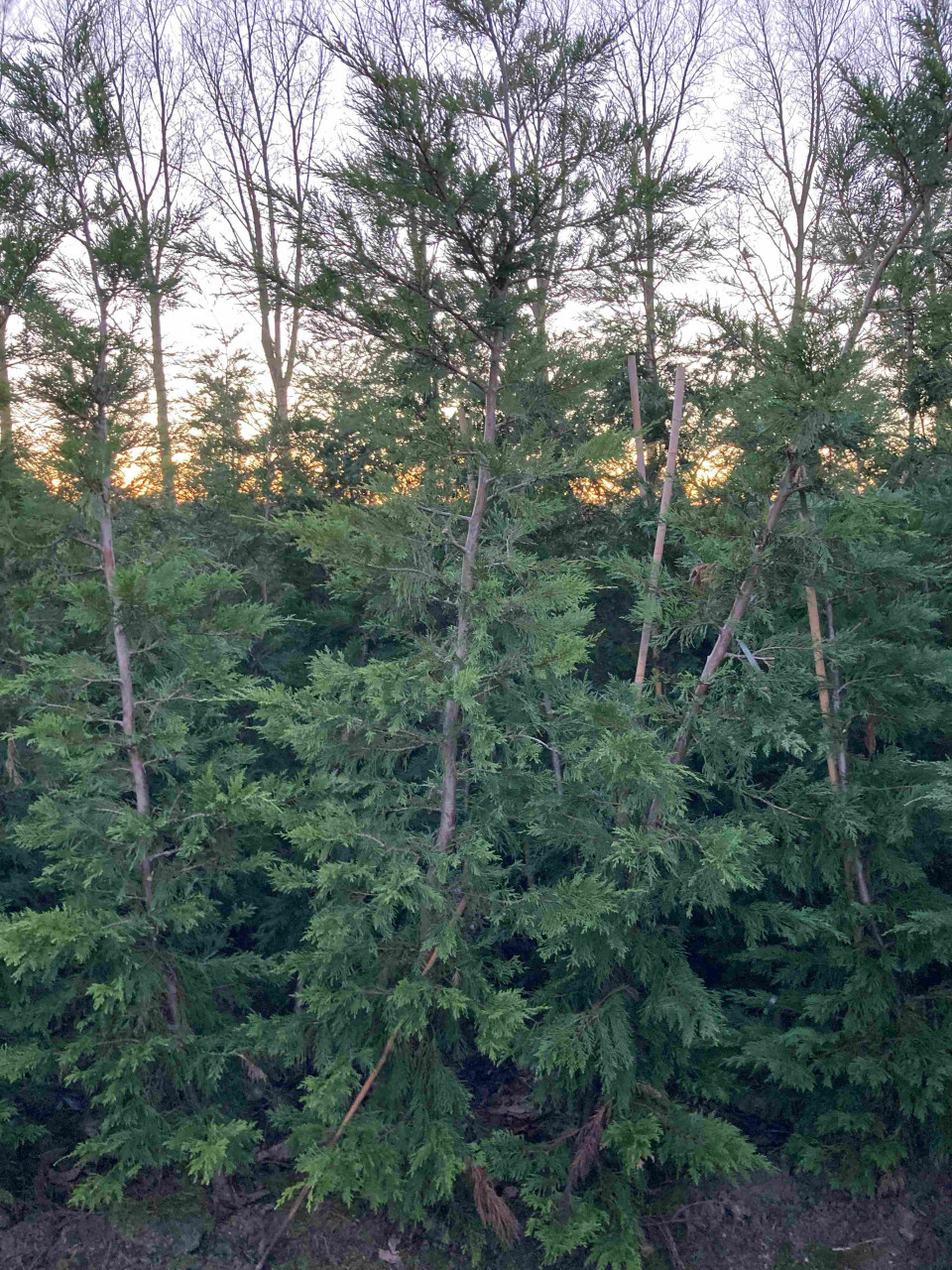 Leylandii coniferen > 2m