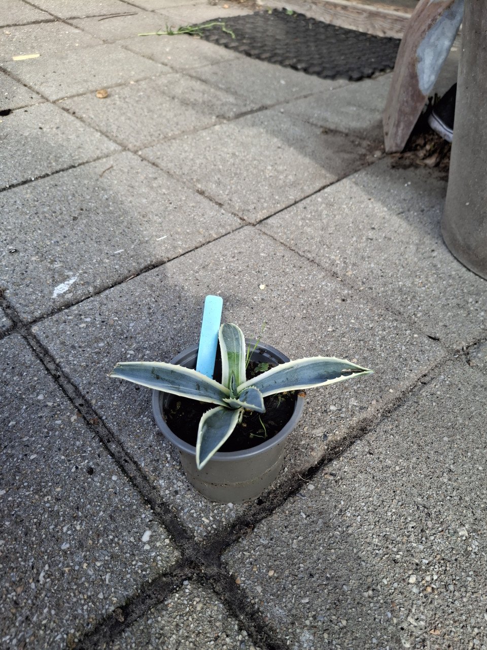 Agaves