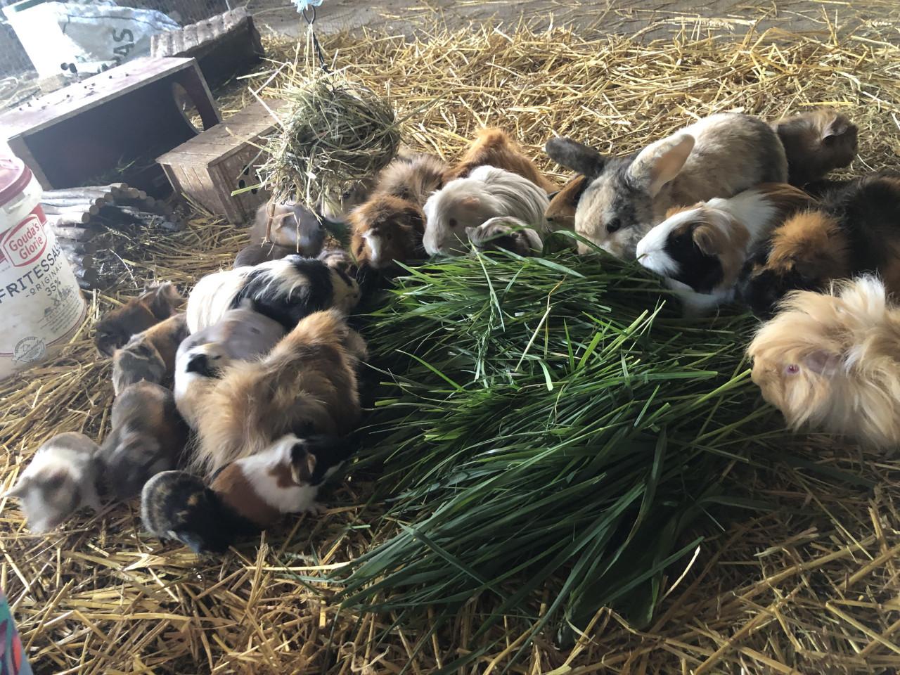 Baby cavia’s!!! Speciale kleurtjes!