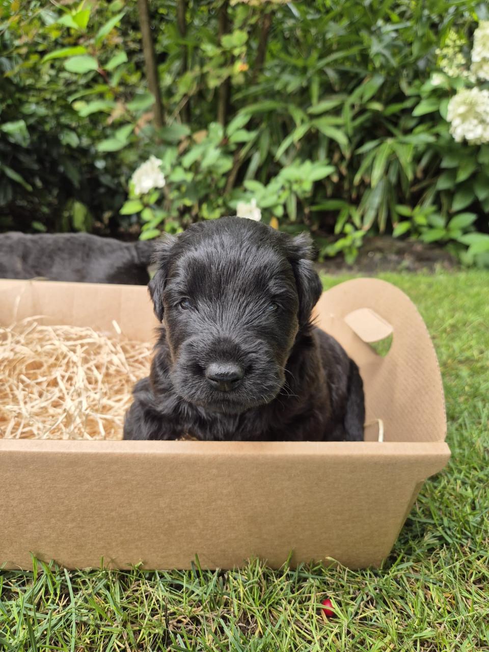 Bouvier pup
