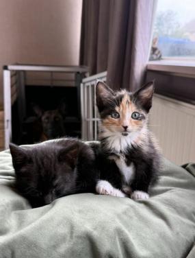 Lapjes poesje 9 weken