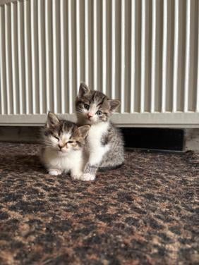 6 Kittens te koop!