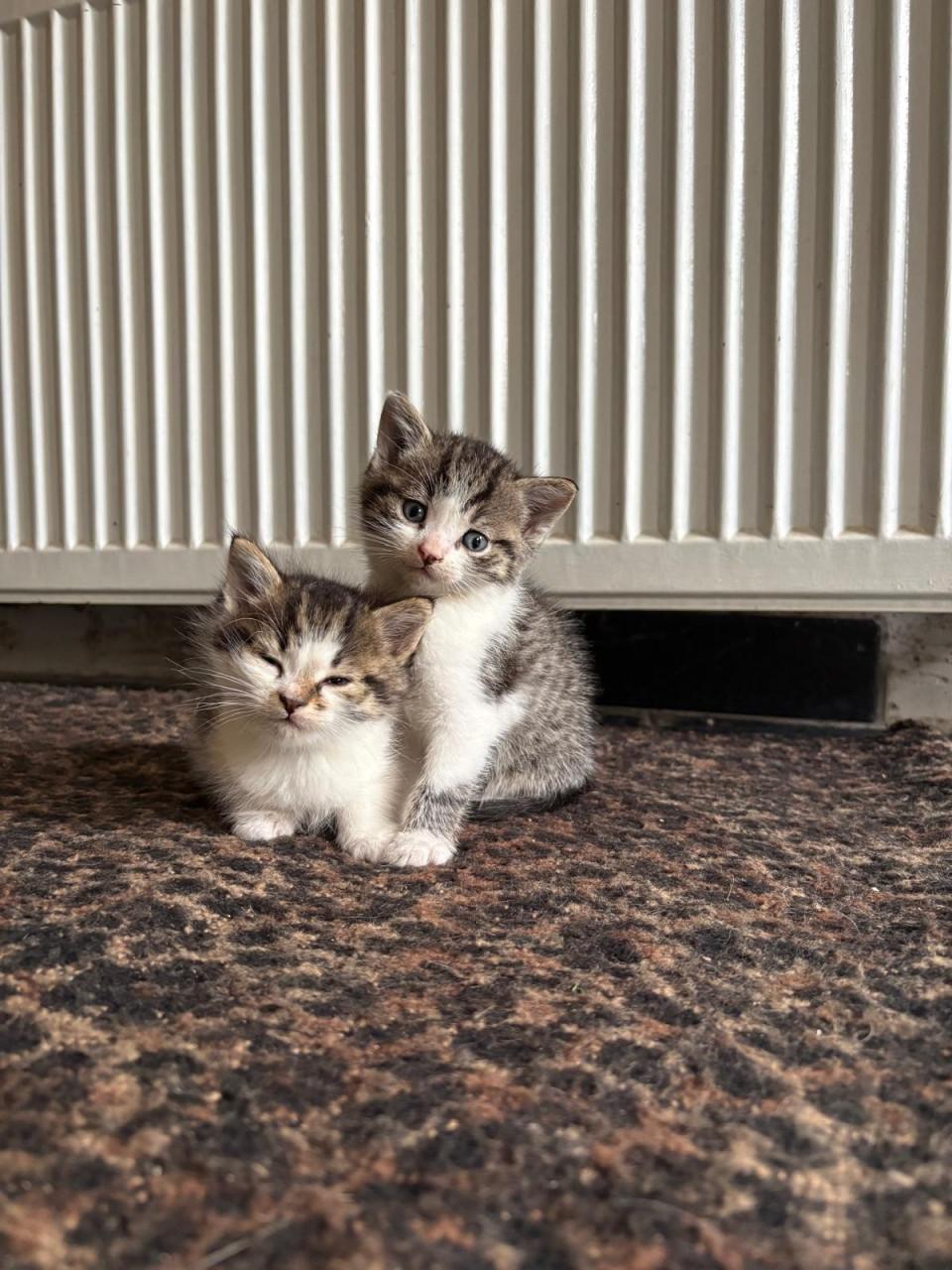 6 Kittens te koop!