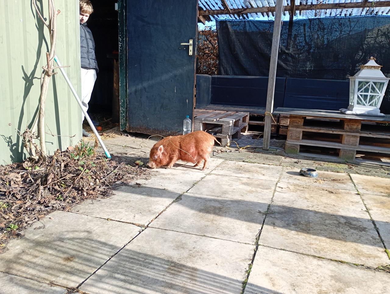 Bruin varkentje te koop!!!