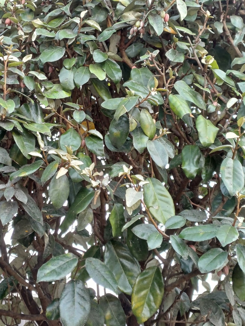 2 x Elaeagnus ebbing