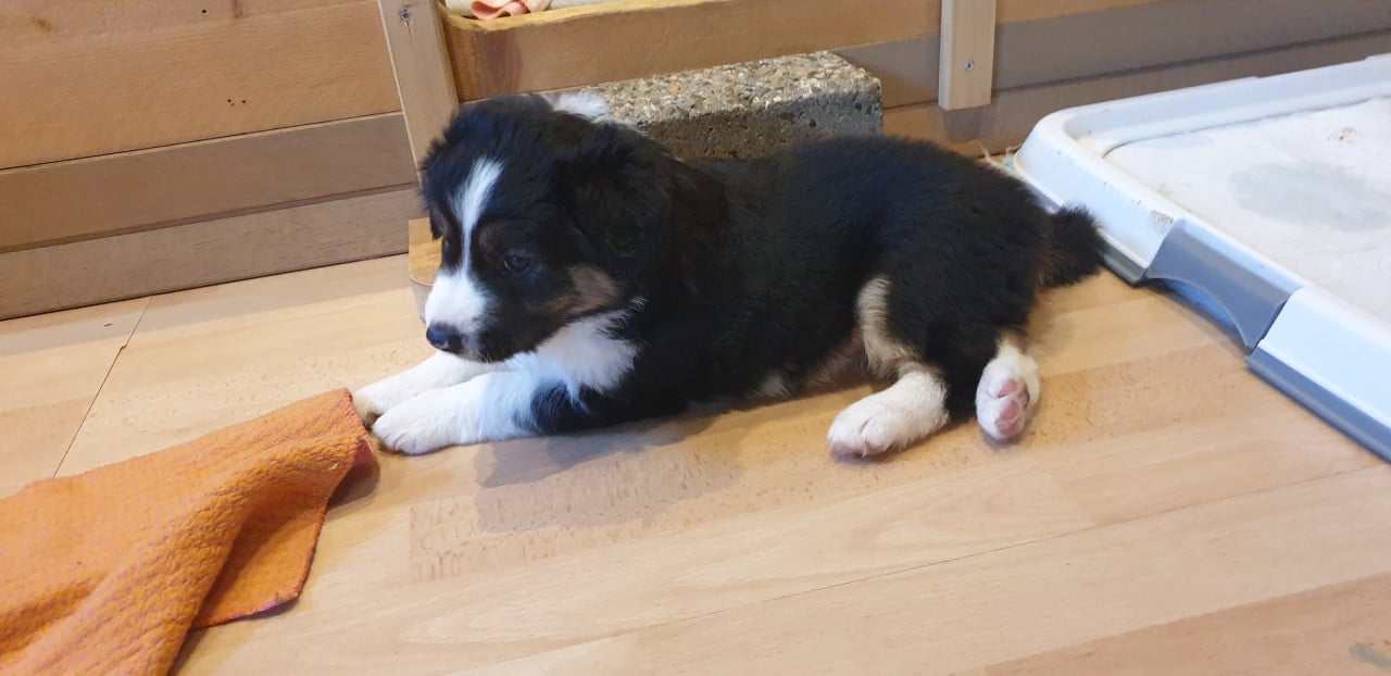 Border Collie