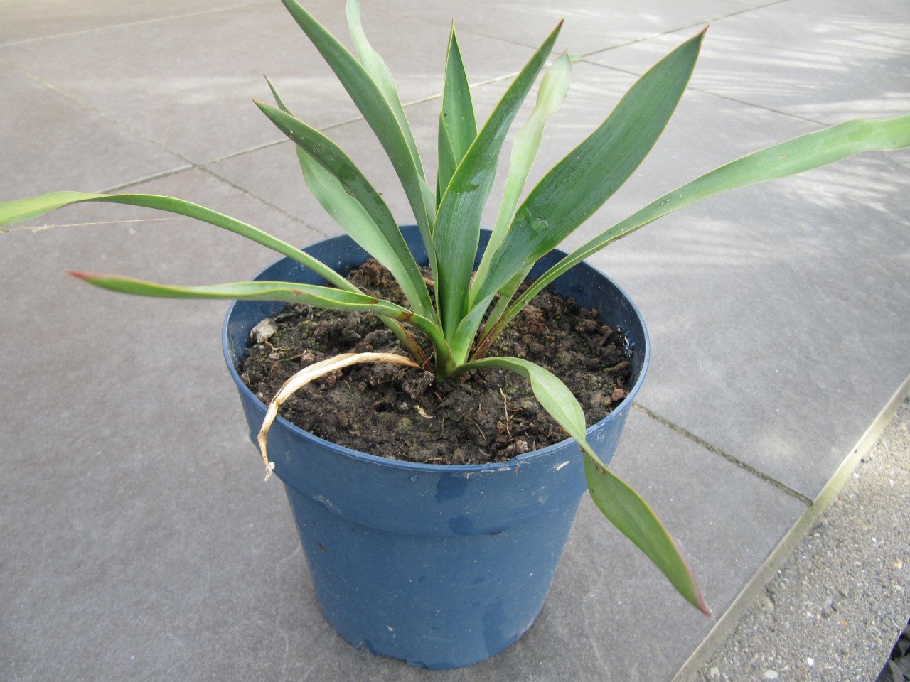 Yucca stekken