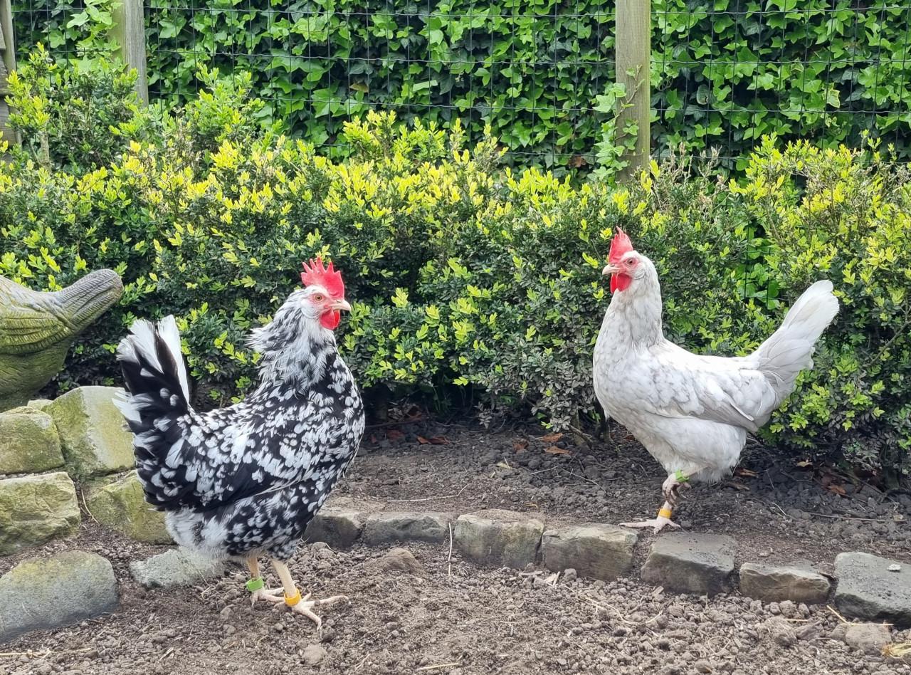 Broedeieren Bonte Leghorn