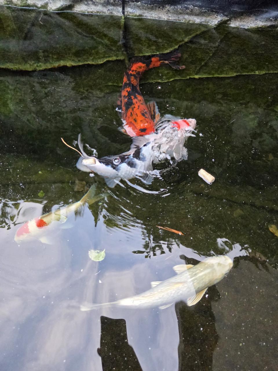 Koi's 30 á 40 cm , 4 stuks