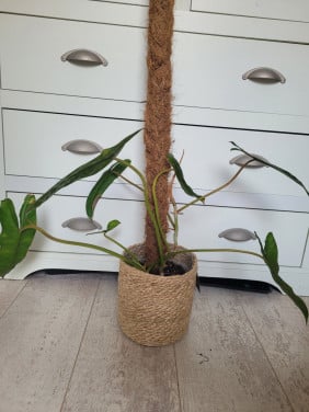Philodendron billietiae