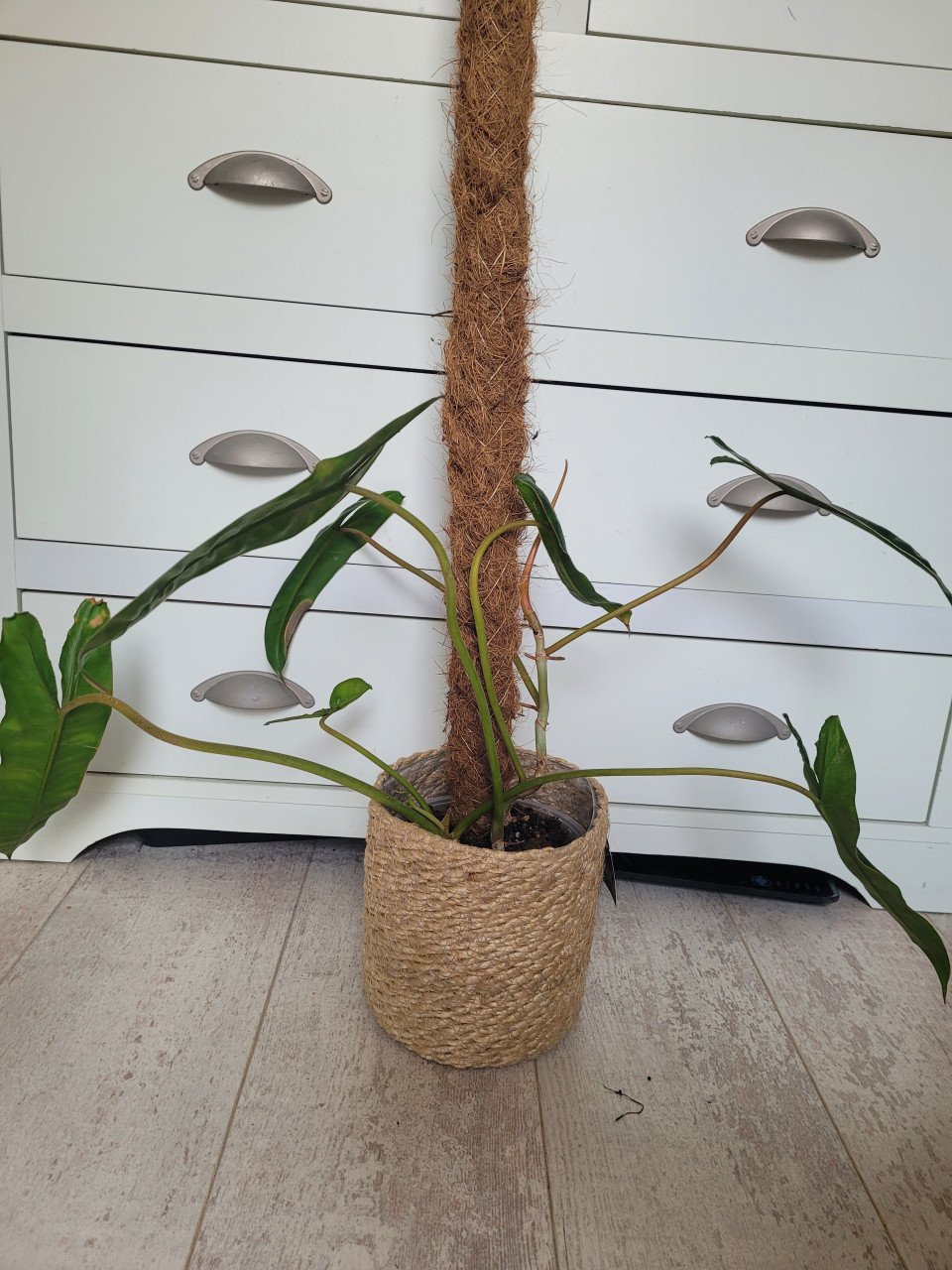 Philodendron billietiae