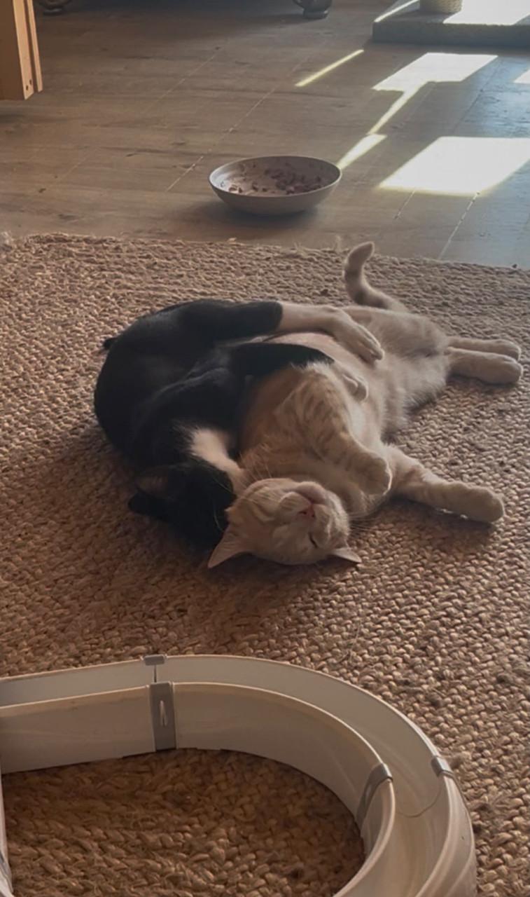 Deze 3 katten zoeken hun forever home!