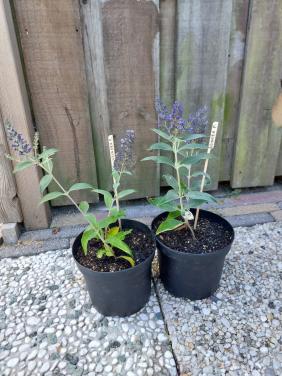 TK: SIERTUIN + MOESTUIN PLANTEN BIJ DE VOORDEUR