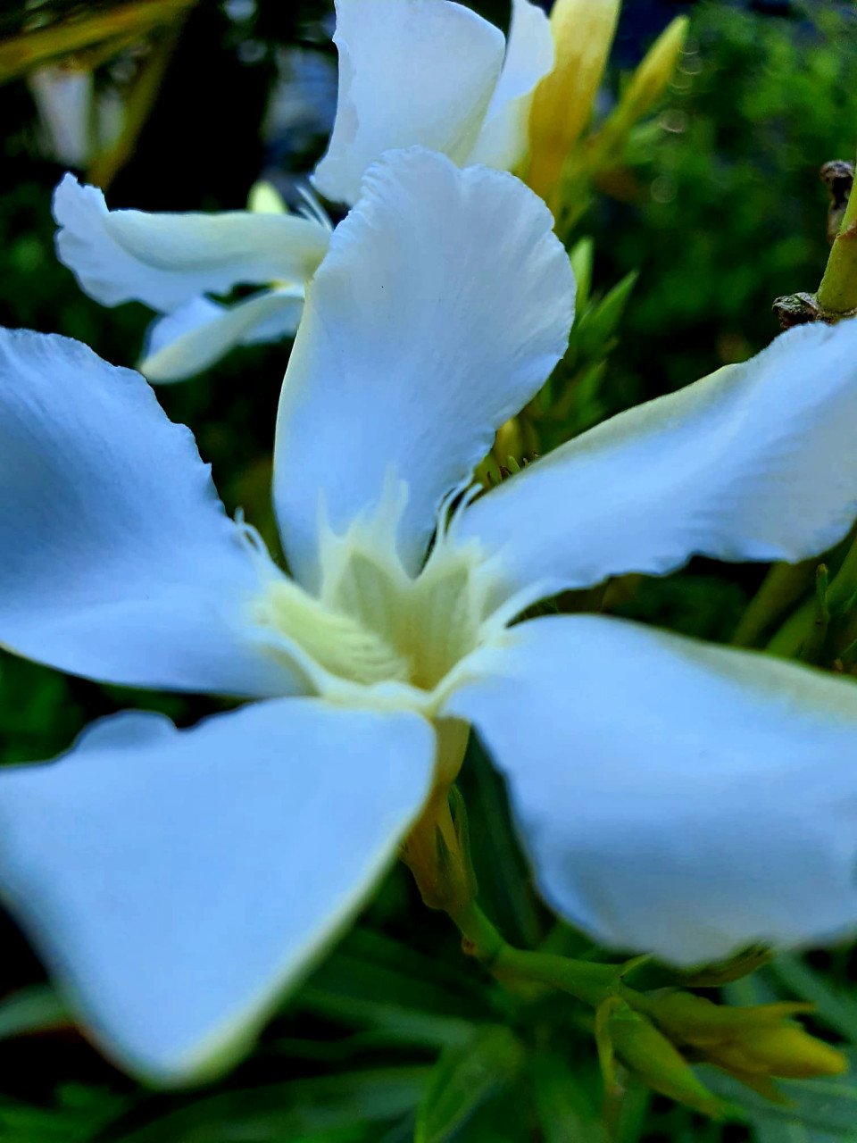 Oleanders