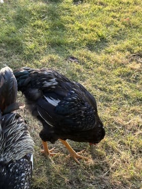 Zilveren dubbelgezoomde Barnevelderhanen (groot)