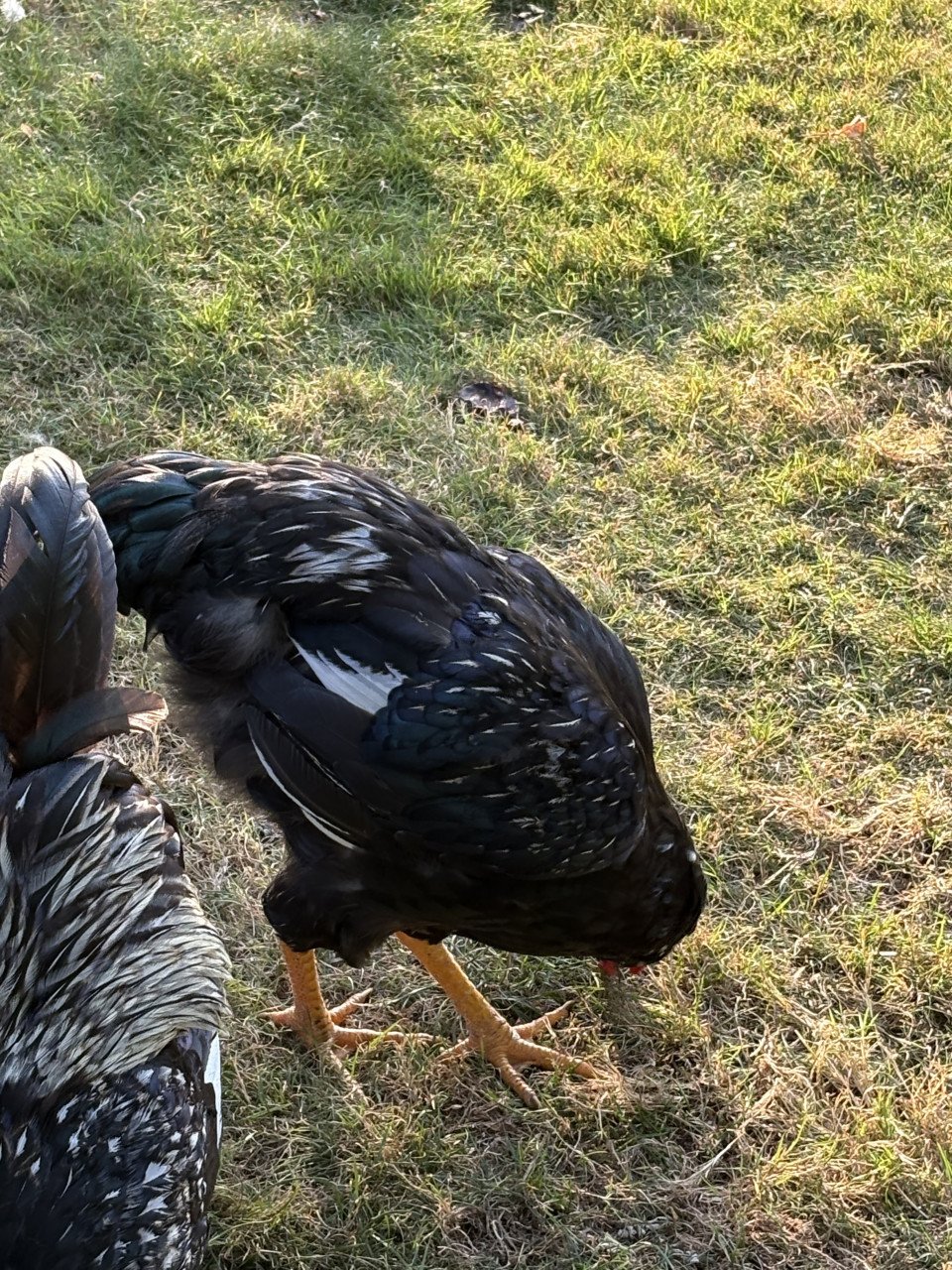 Zilveren dubbelgezoomde Barnevelderhanen (groot)