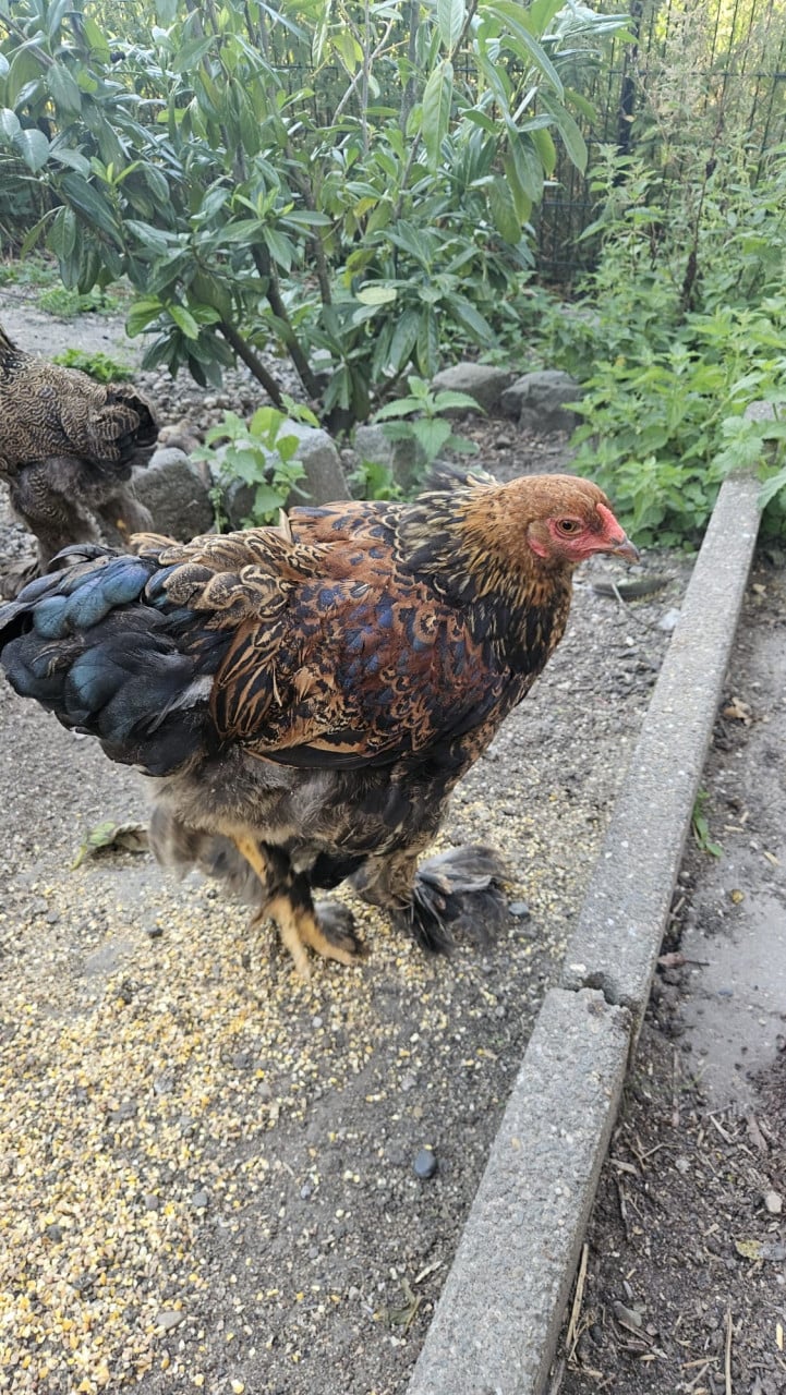 Brahma haan