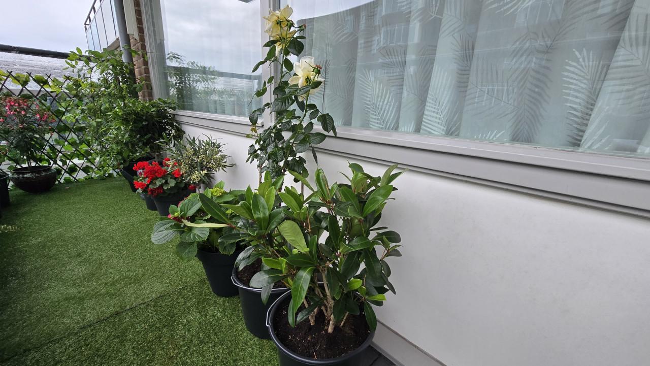 18 prachtige balkon- en tuinplanten