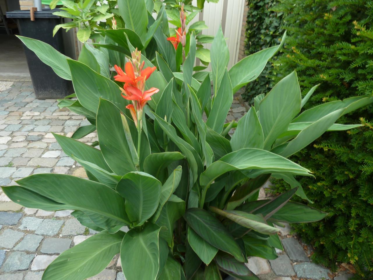 MOOIE CANNA