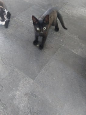 Katertjes