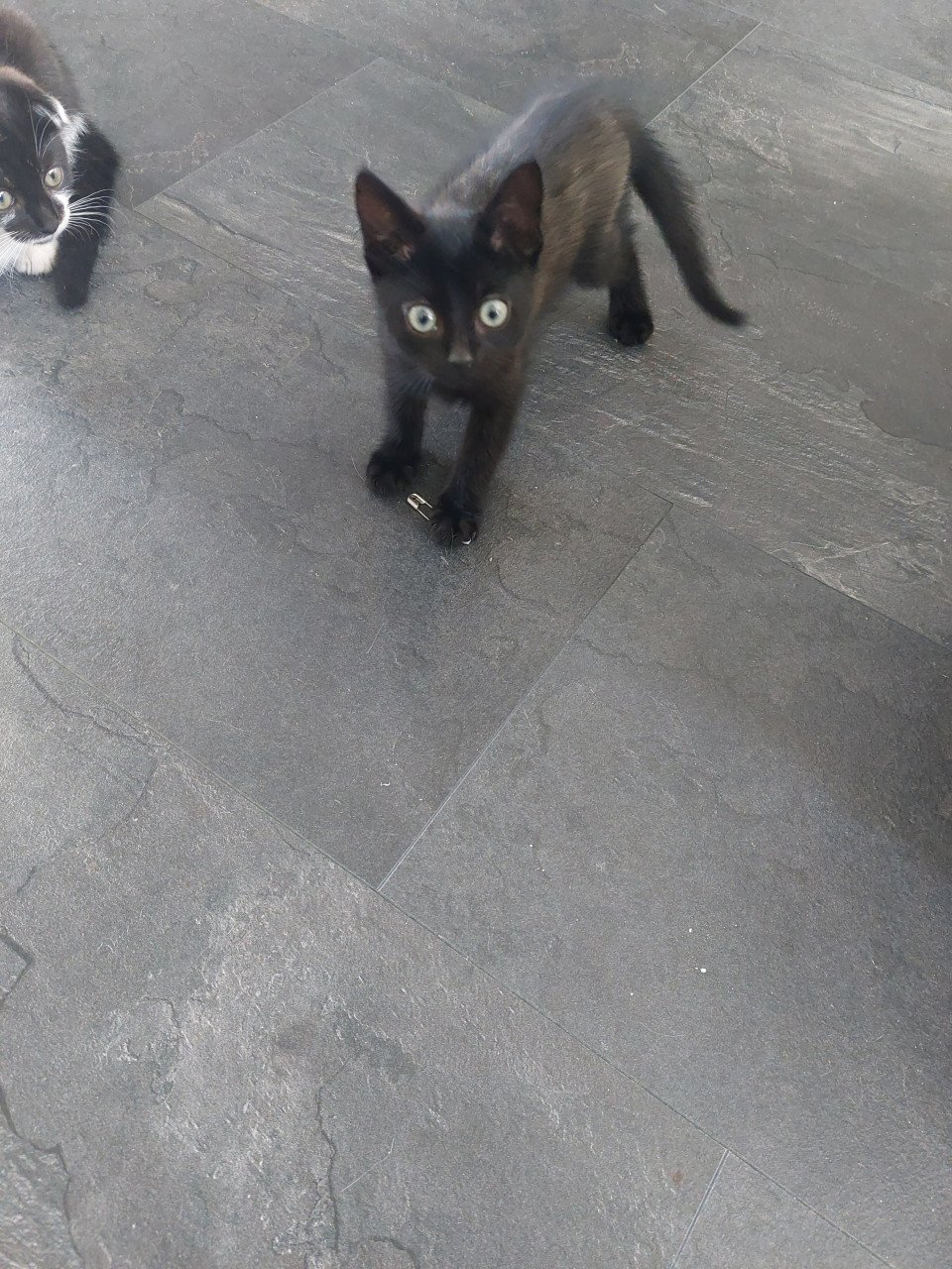 Katertjes