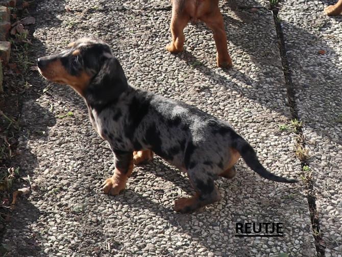 Dwerg teckel pups