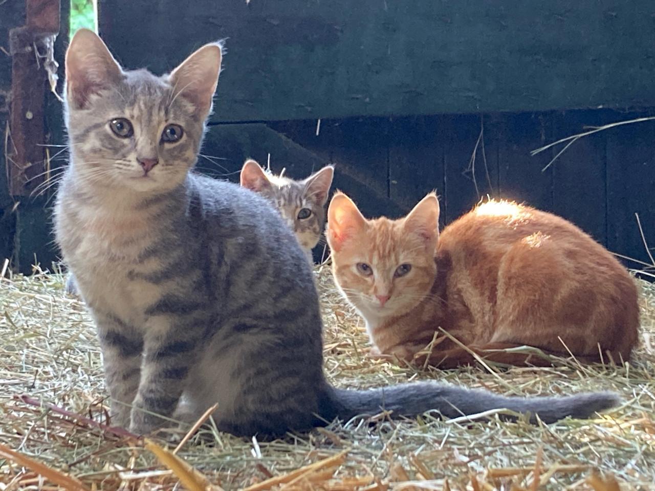 Lieve boerderijpoesjes zoeken nieuw huisje