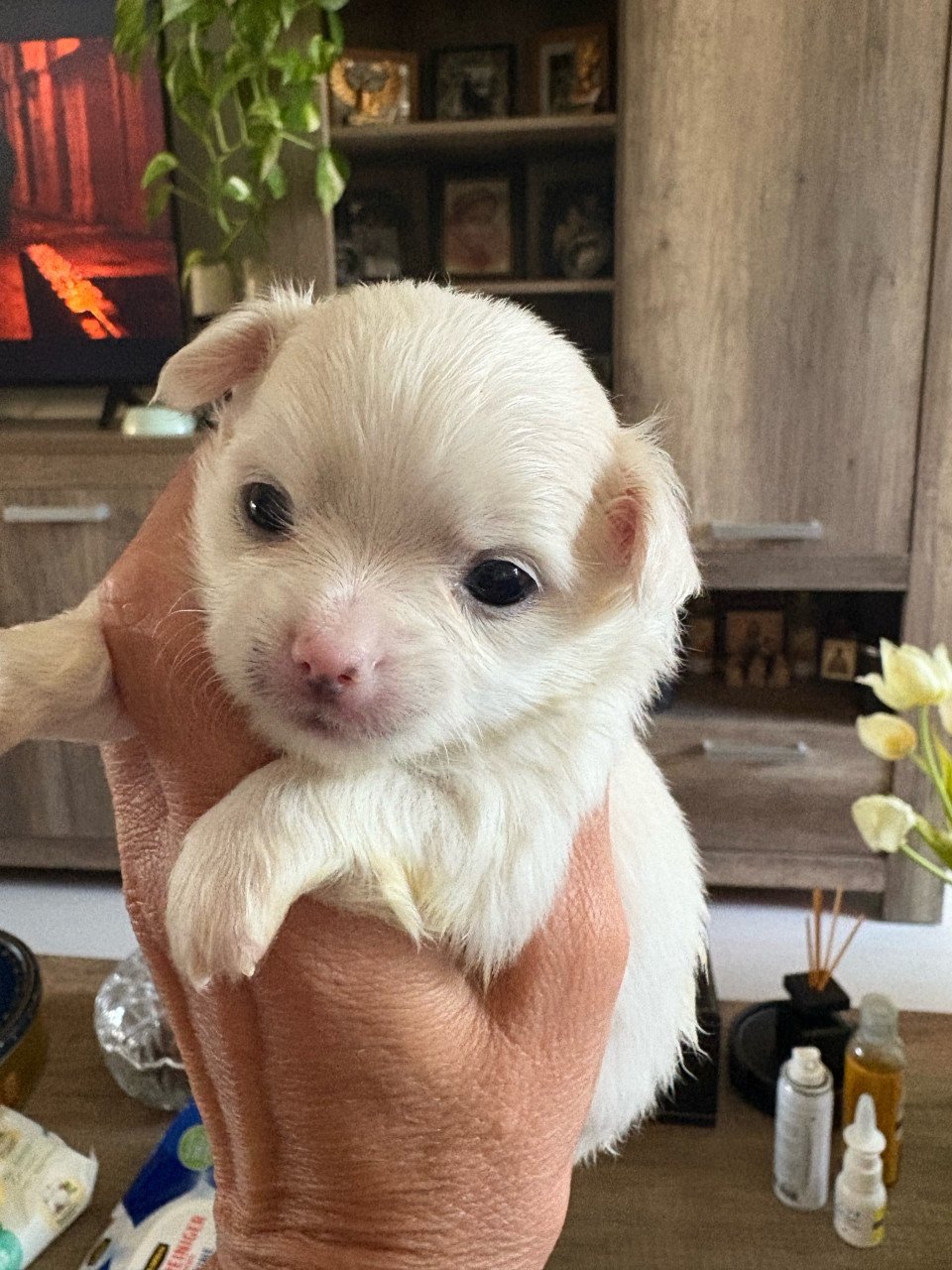 Chihua puppies
