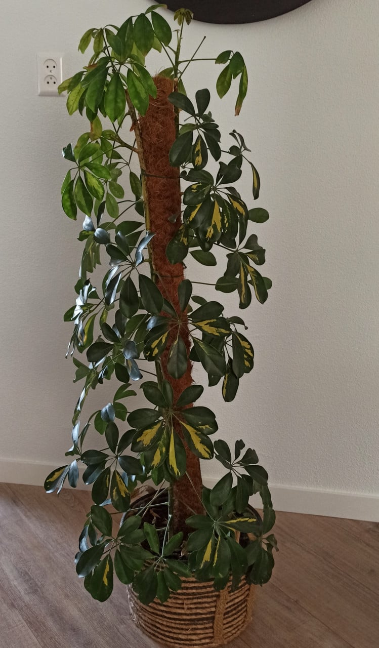 Schefflera