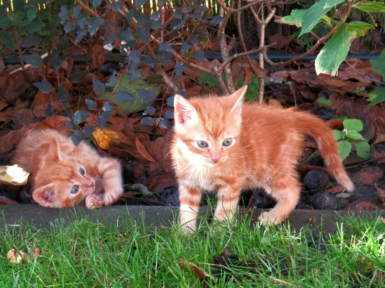 Kittens