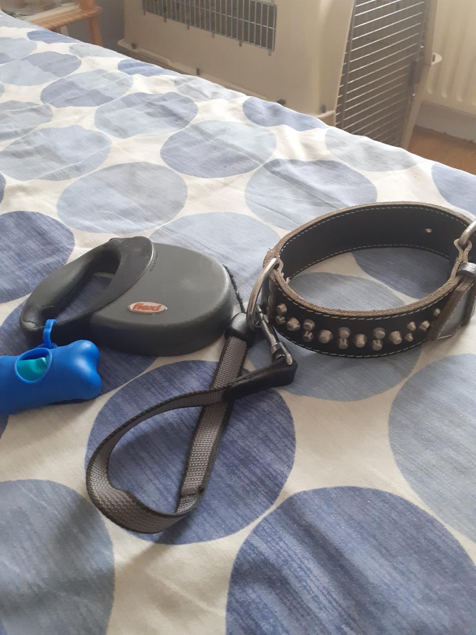 Halsband plus flexilijn  voor bully ,  stafford of andere stevige hond.