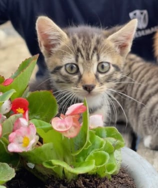 Lieve Kittens