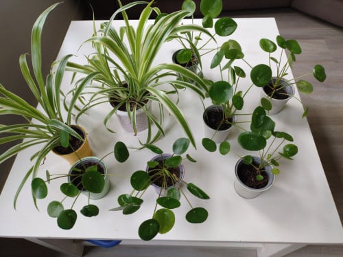 Mooie kamerplanten, Pannenkoekplant en Chlorophytum