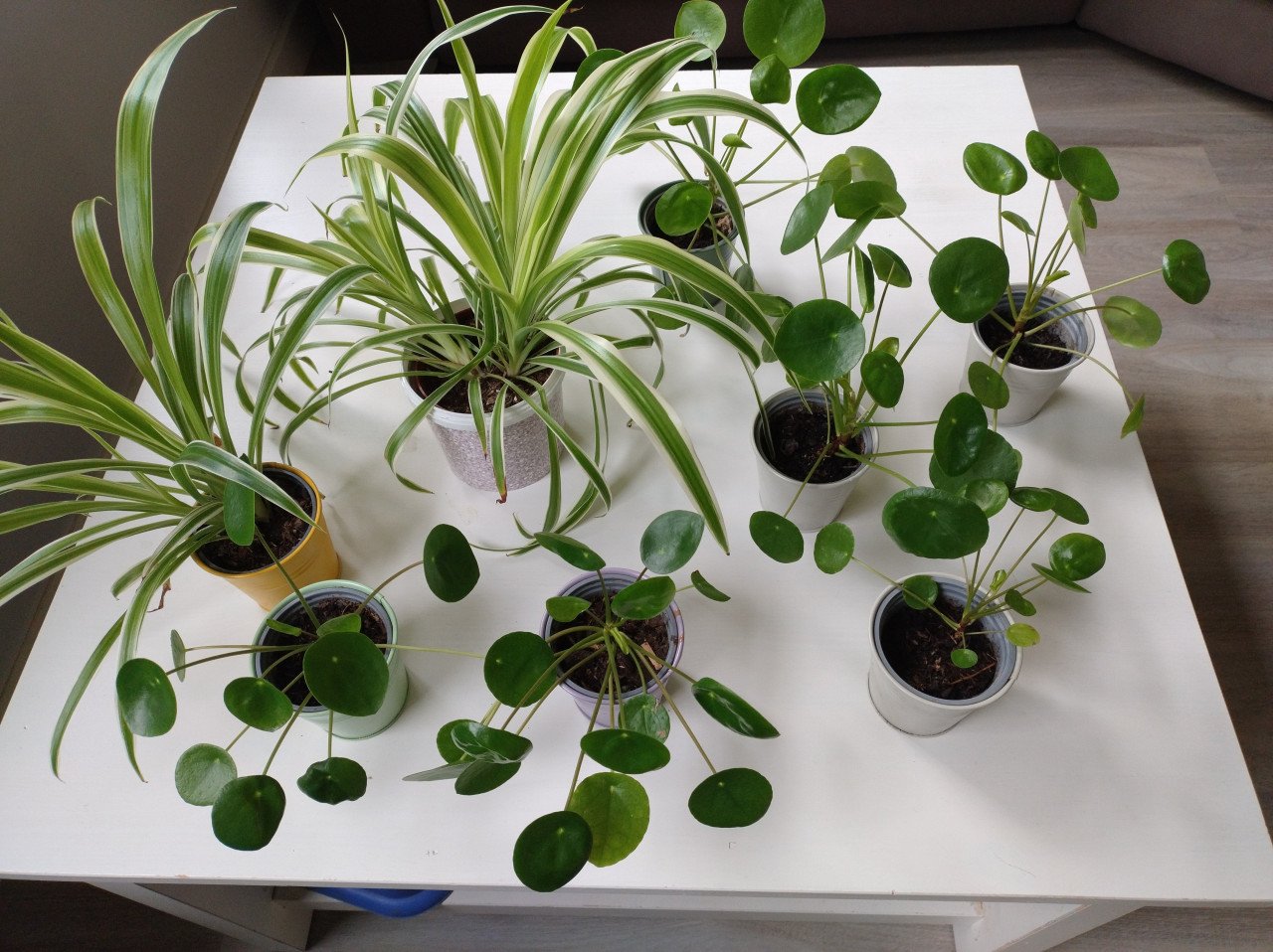 Mooie kamerplanten, Pannenkoekplant en Chlorophytum
