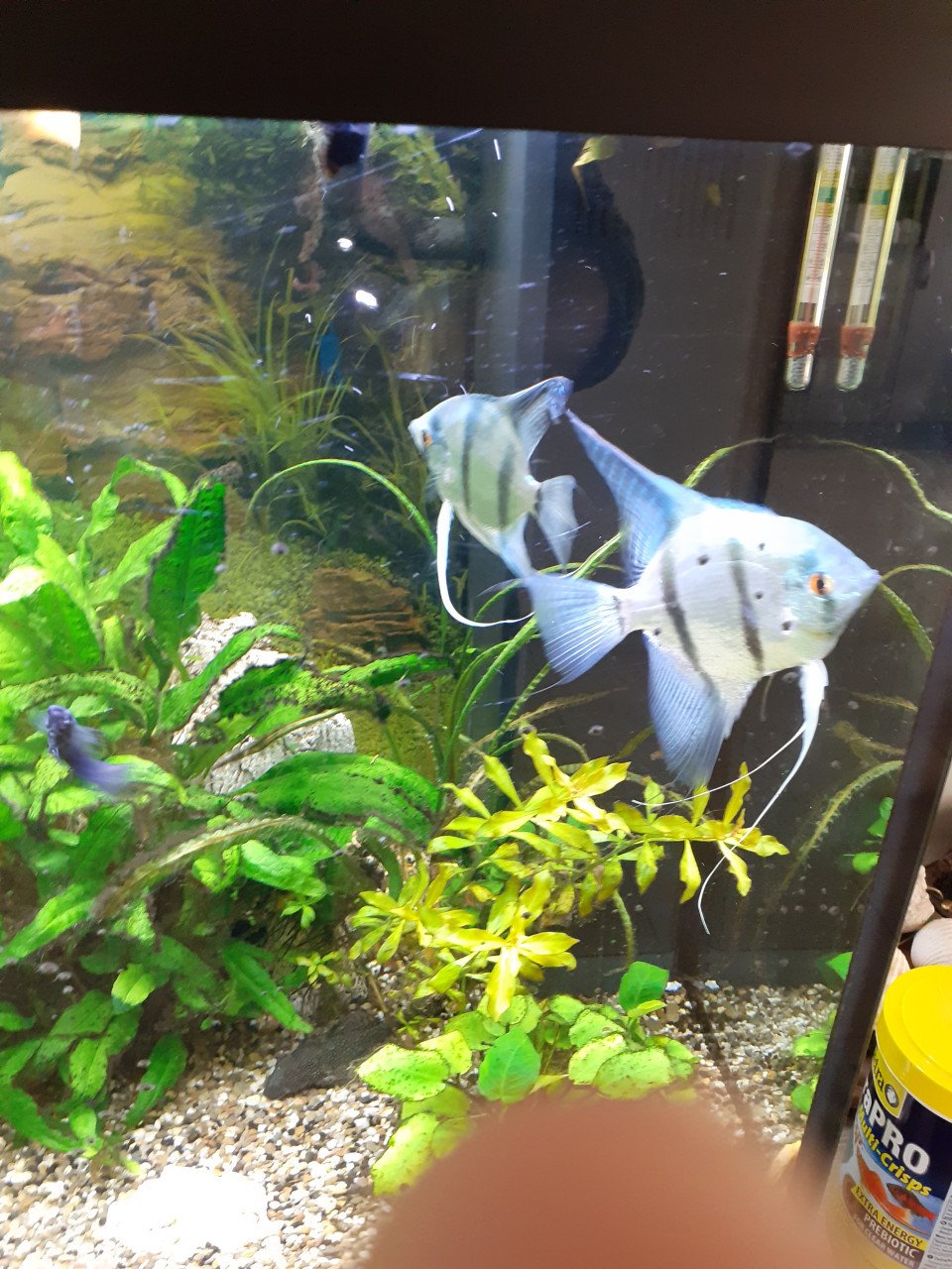2 grote blauwe maanvissen.