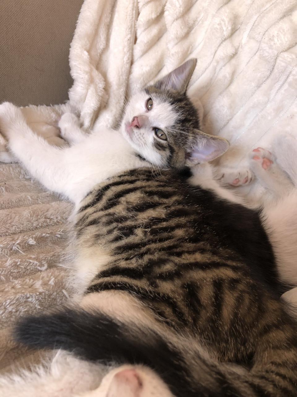 Kittens