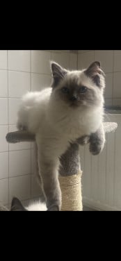Ragdoll kitten poes